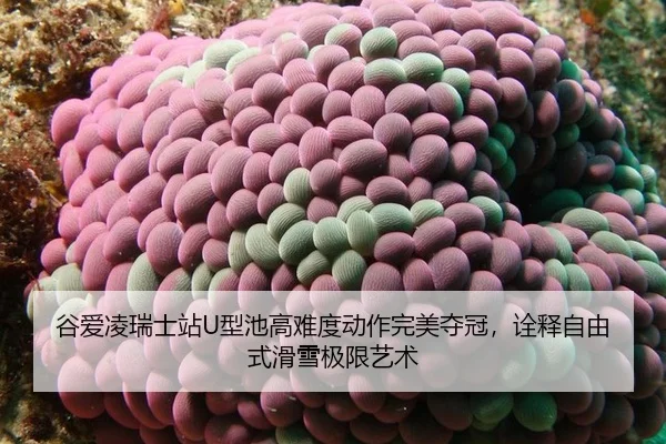 谷爱凌瑞士站U型池高难度动作完美夺冠，诠释自由式滑雪极限艺术